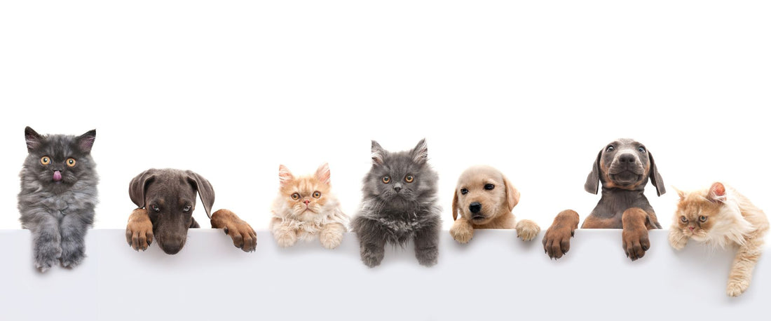 Pet-Friendly Cleaning: Keeping Your Space Safe for Furry Friends